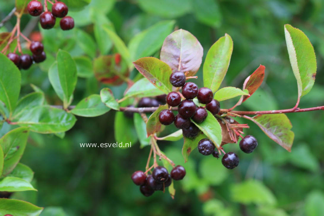 Aronia melanocarpa