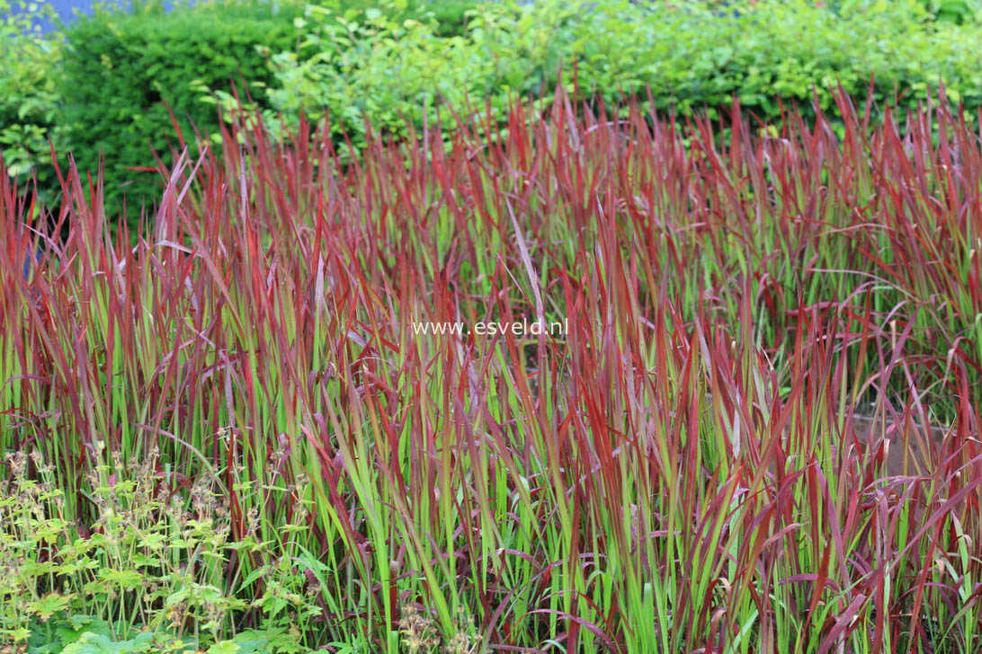 Imperata cylindrica 'Red Baron'