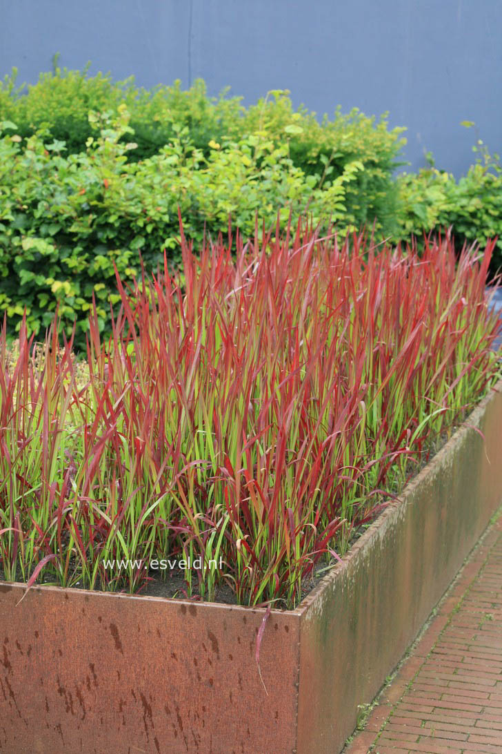 Imperata cylindrica 'Red Baron'