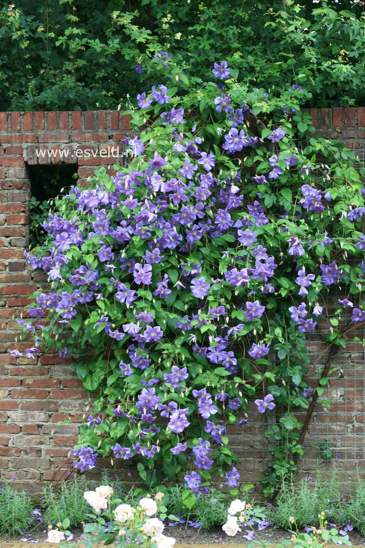 Clematis 'Perle d'Azur'