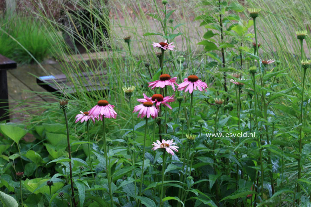 Echinacea purpurea 'Magnus'