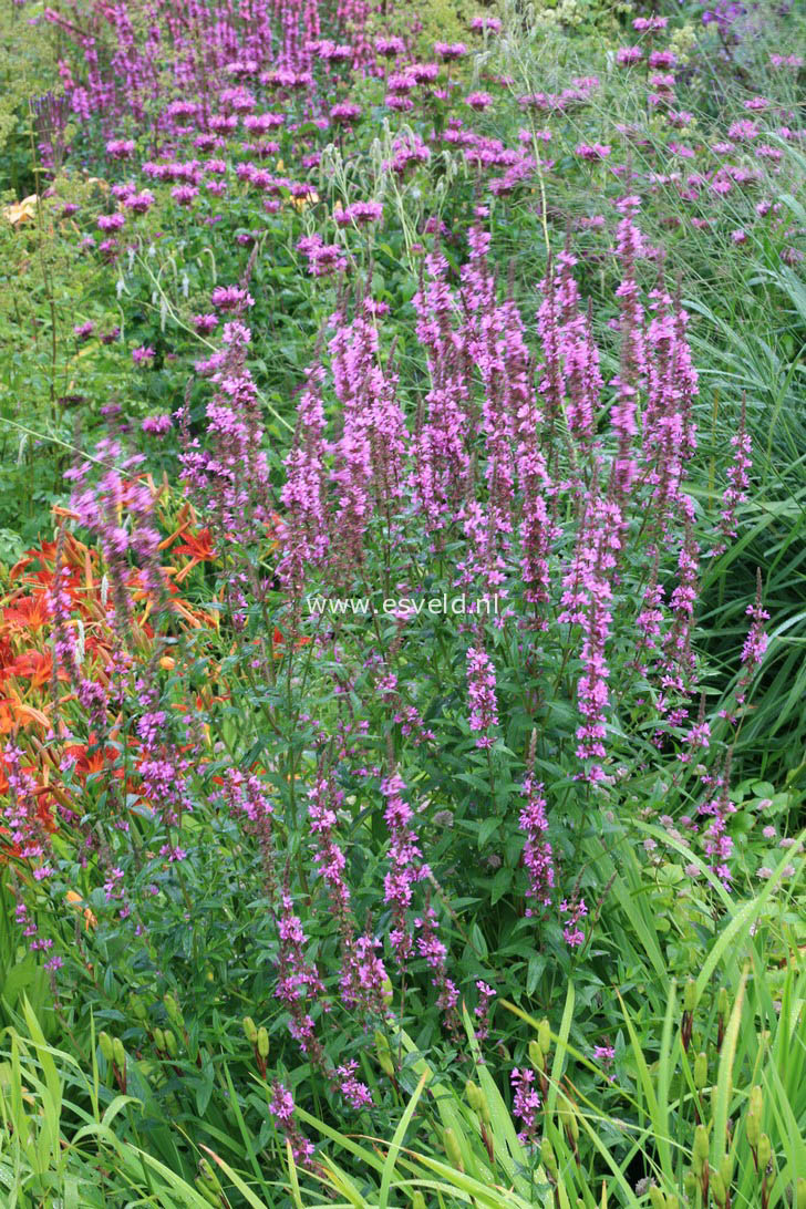 Lythrum salicaria