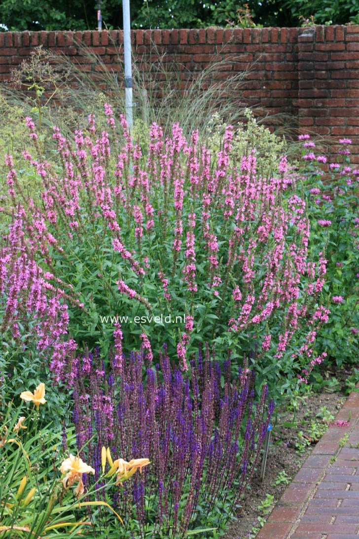 Lythrum salicaria 'Zigeunerblut'