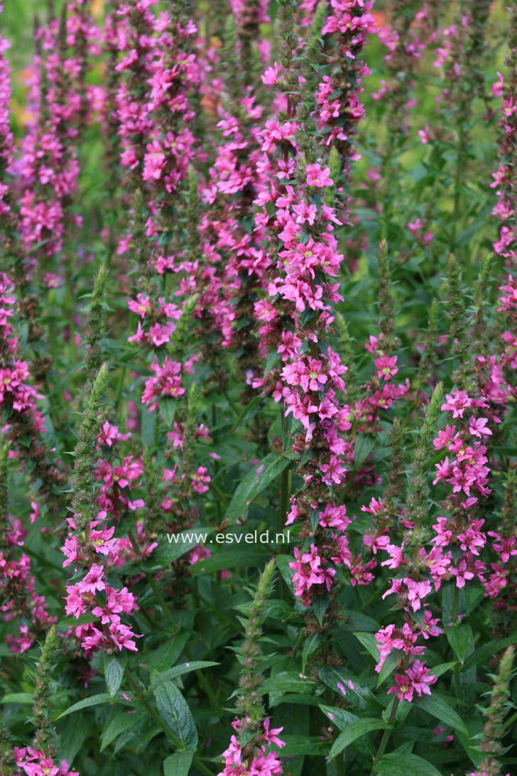 Lythrum salicaria 'Zigeunerblut'