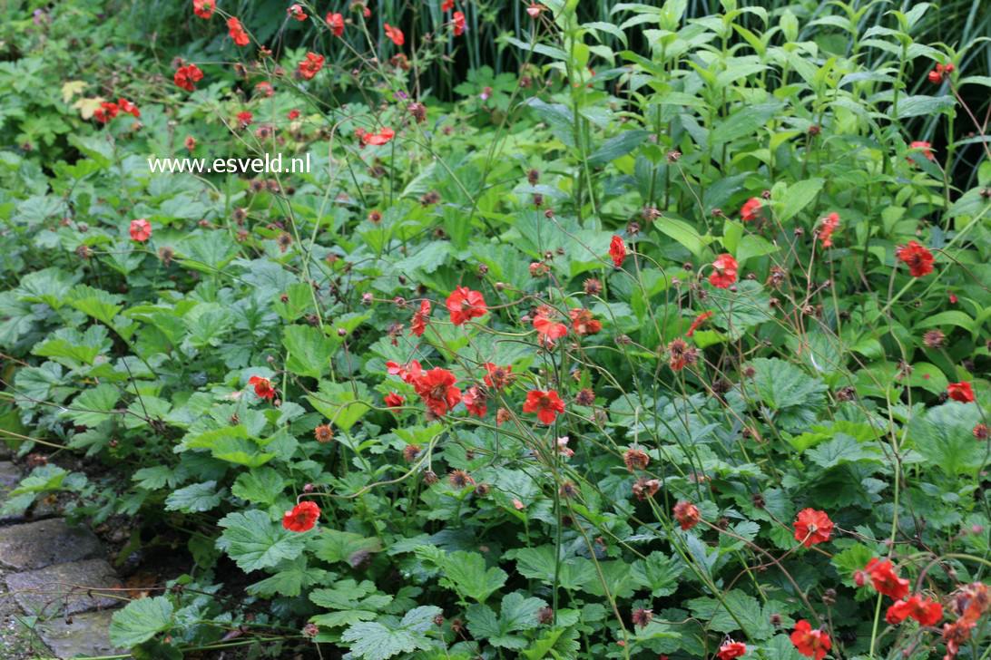 Geum 'Rubin'