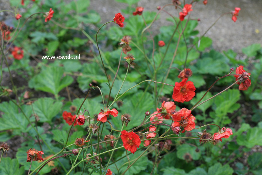 Geum 'Rubin'