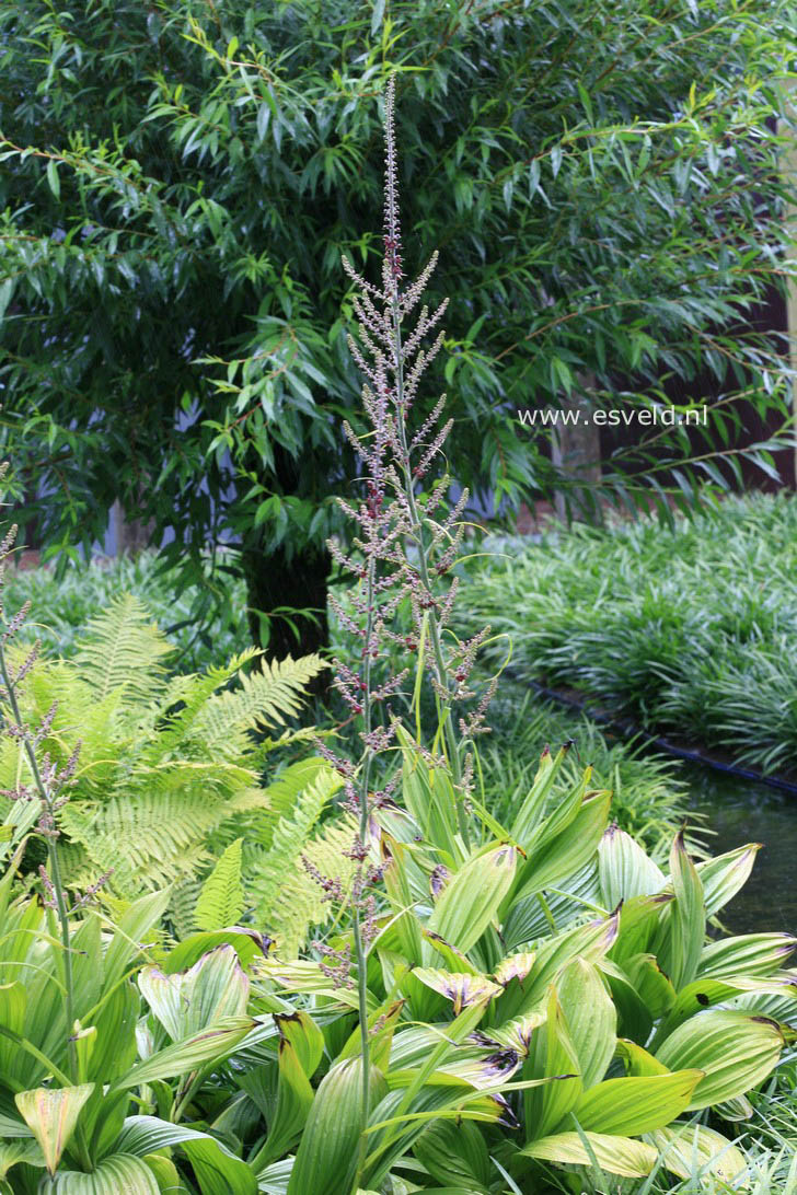 Veratrum nigrum