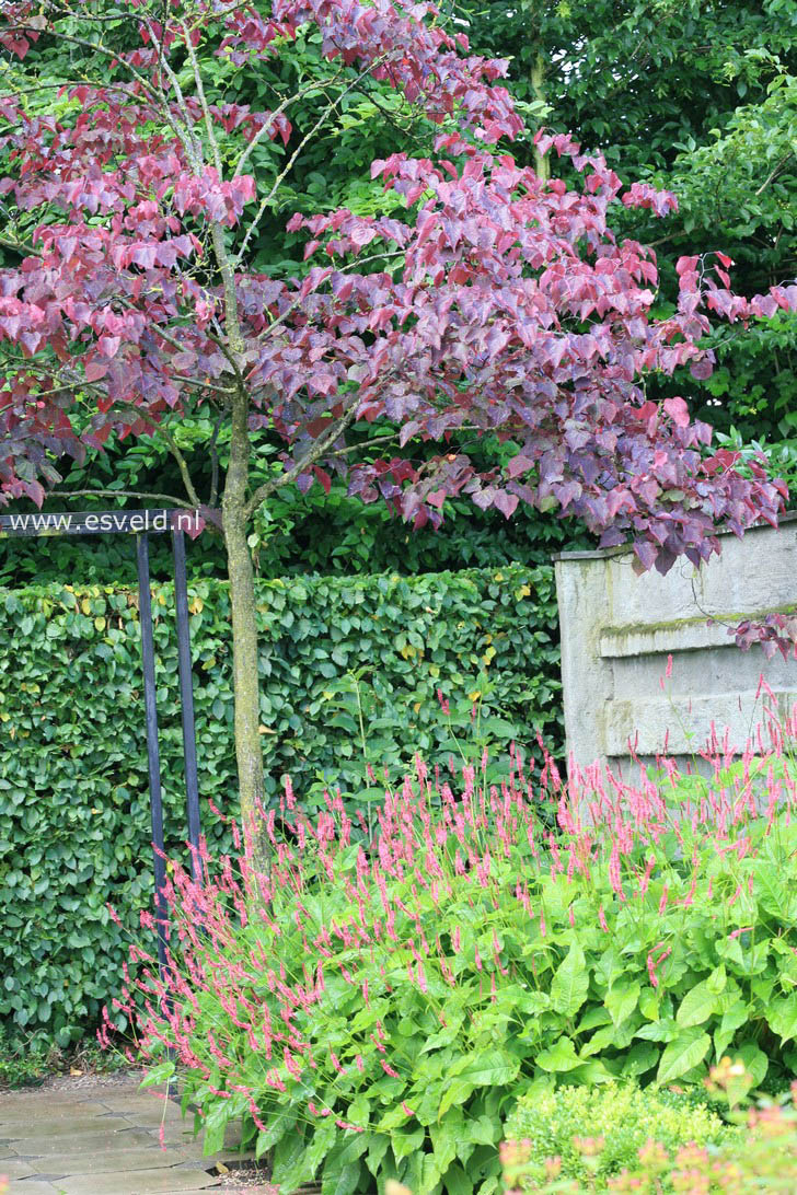 Cercis canadensis 'Forest Pansy'