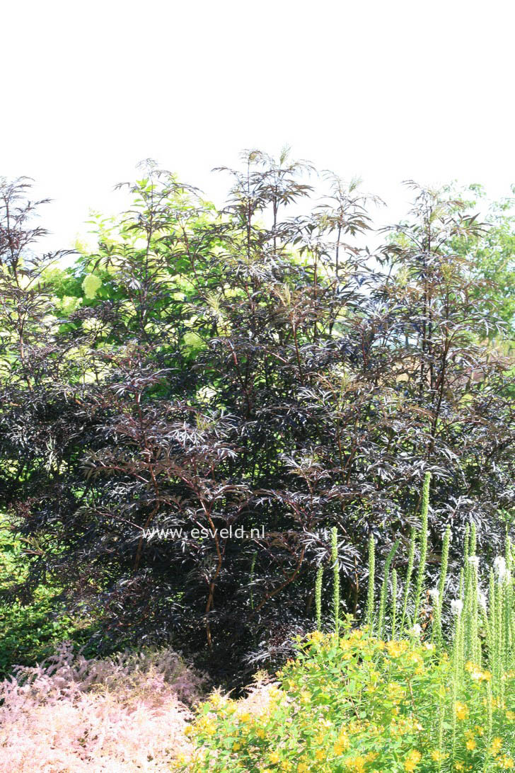 Sambucus nigra 'Eva' (BLACK LACE)