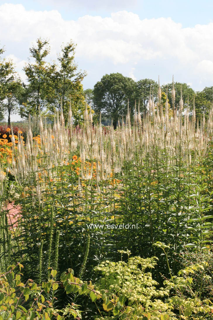 Veronicastrum virginicum 'Album'