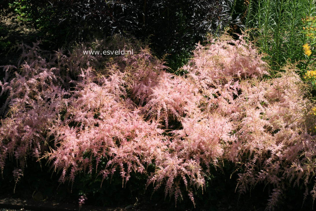 Astilbe 'Hennie Graafland'