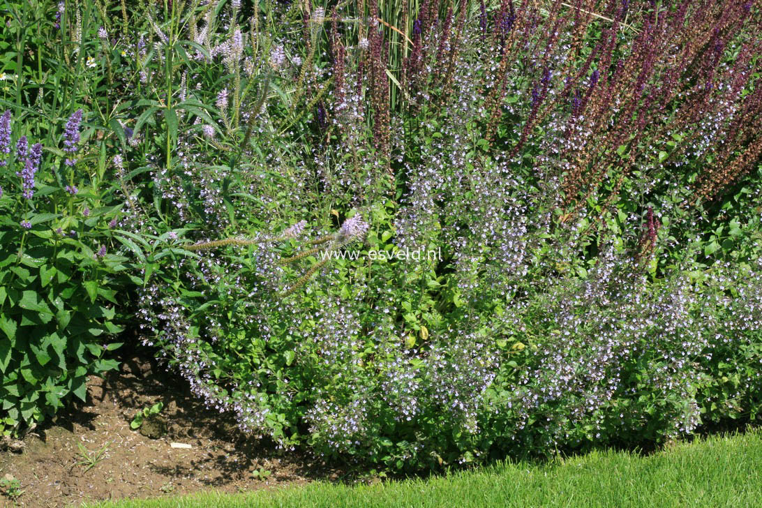 Calamintha nepeta 'Blue Cloud'