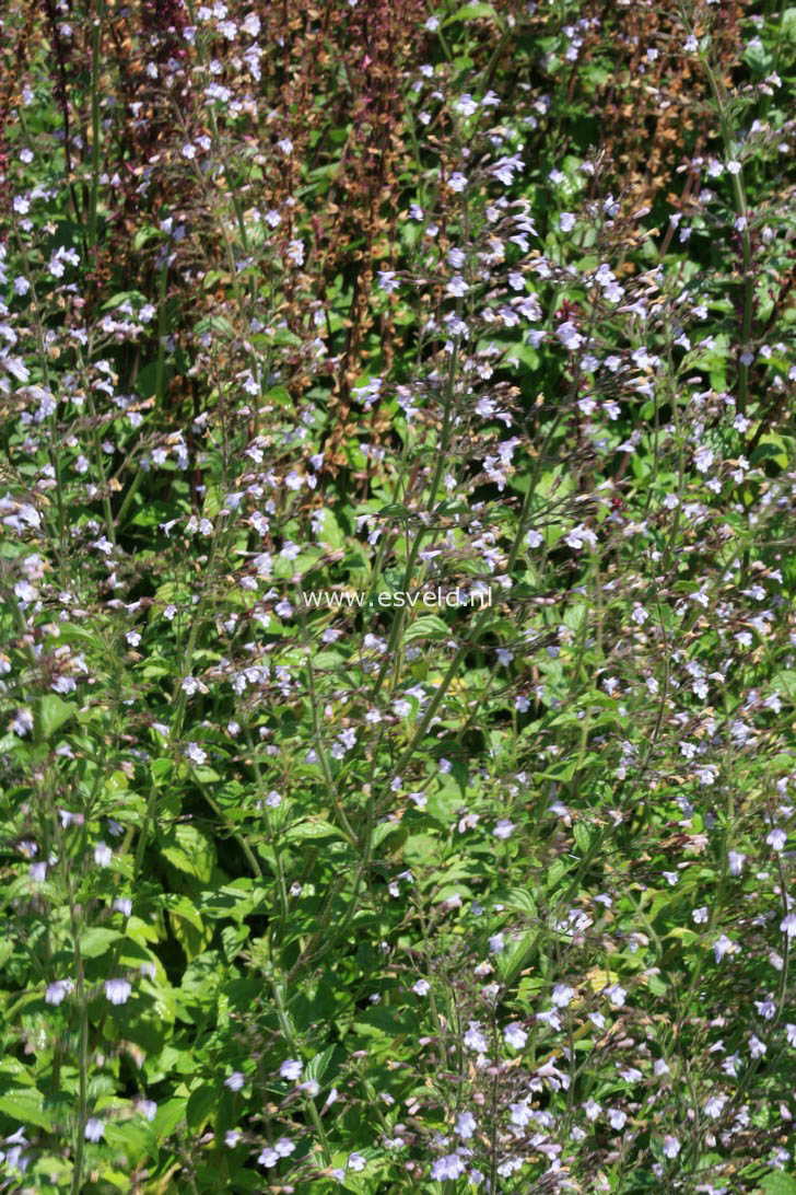 Calamintha nepeta 'Blue Cloud'