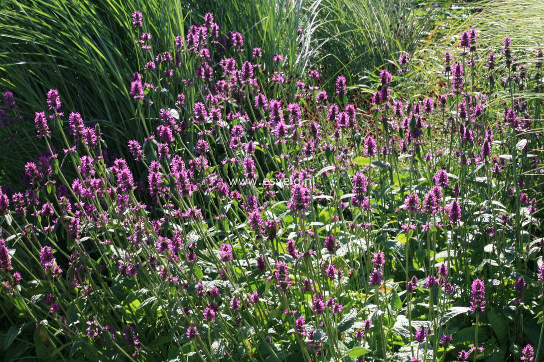 Stachys monnieri 'Hummelo'