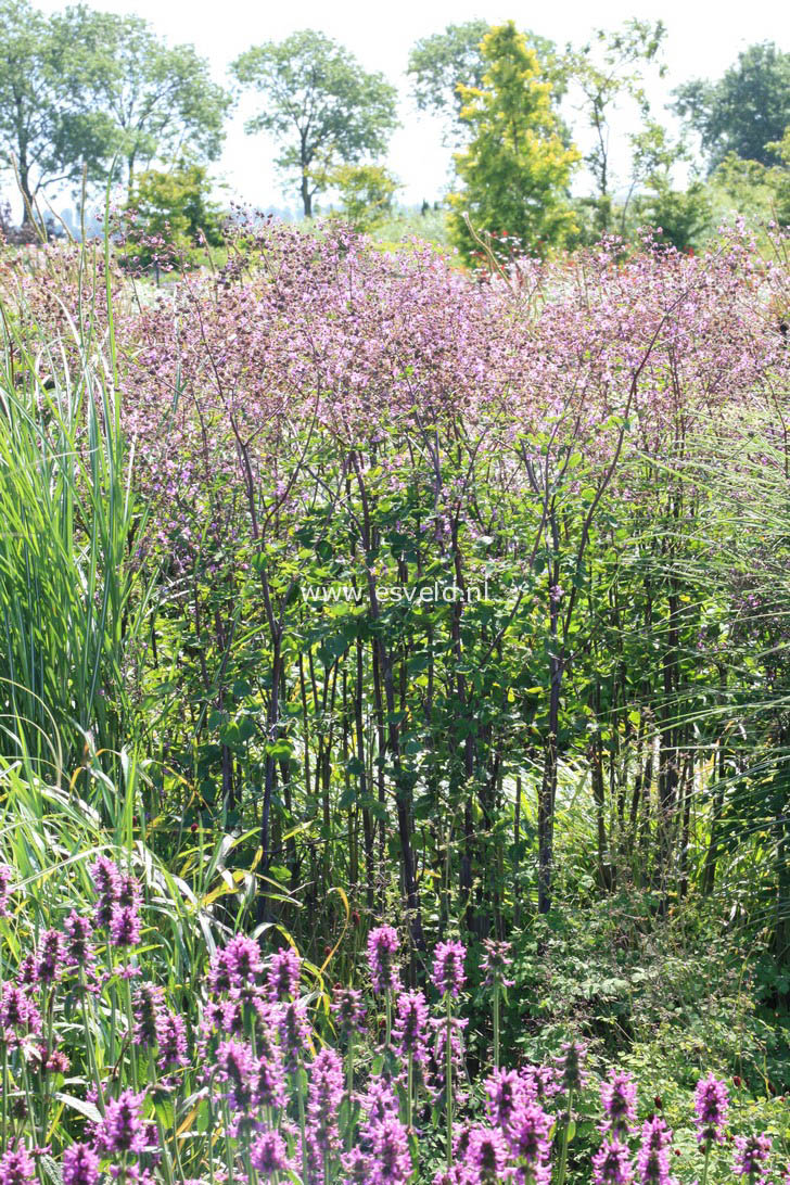 Thalictrum rochebrunianum