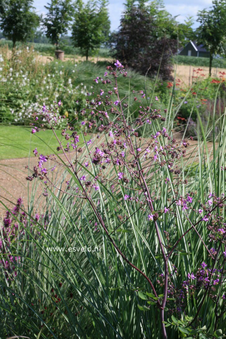 Thalictrum rochebrunianum