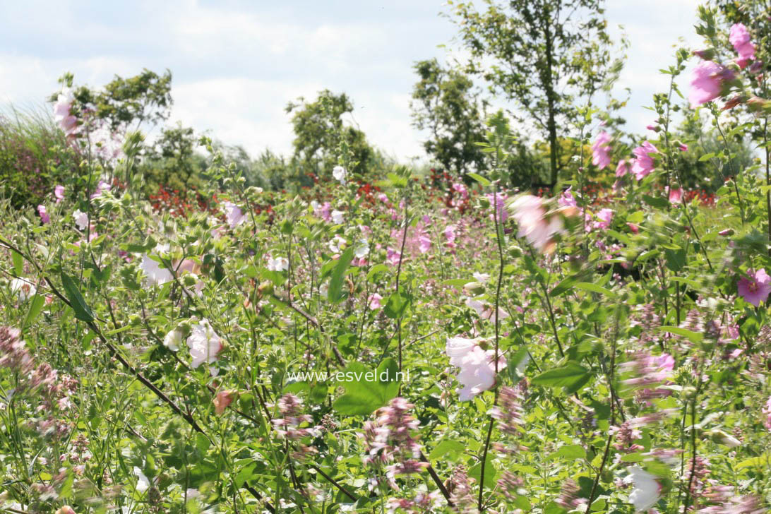 Lavatera 'Barnsley'