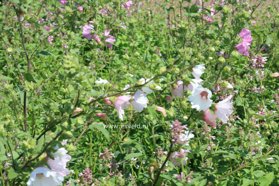 Lavatera 'Barnsley'