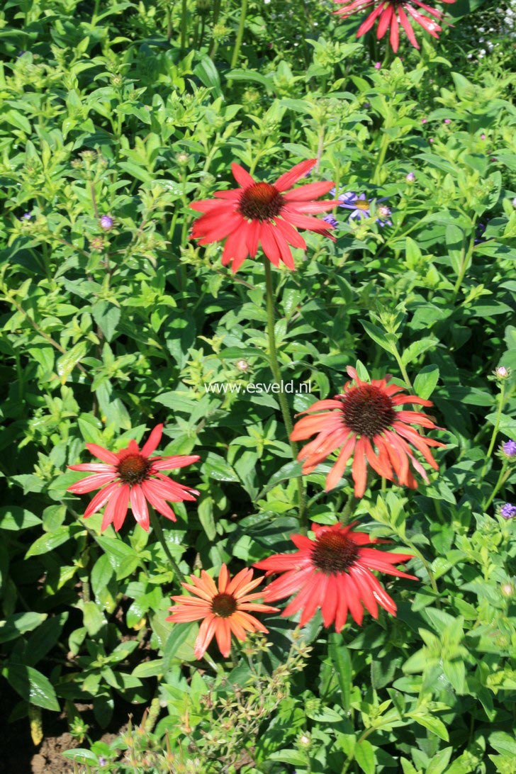 Echinacea purpurea 'Hot Summer'