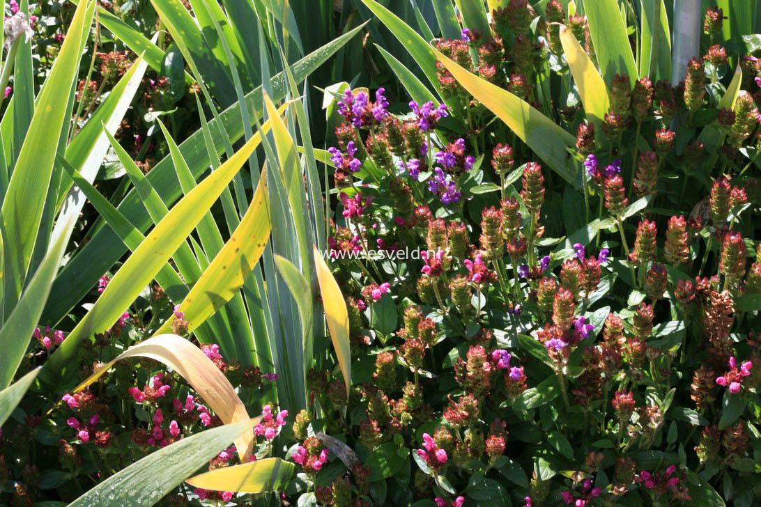 Prunella grandiflora 'Carminea'