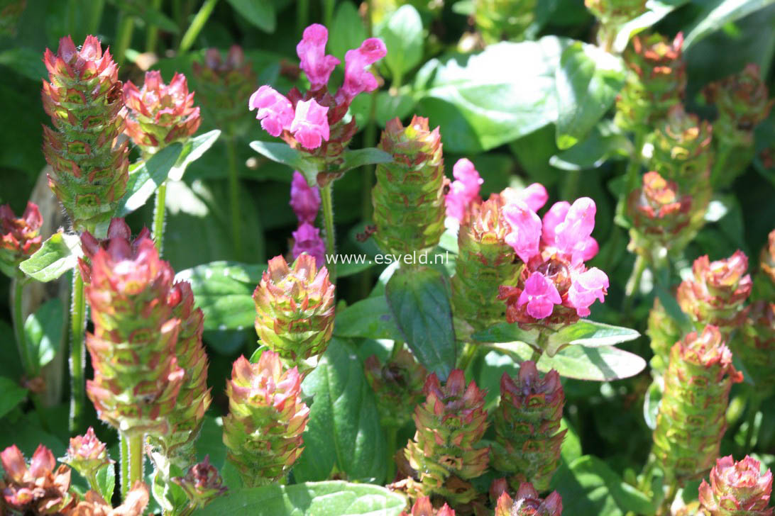 Prunella grandiflora 'Carminea'