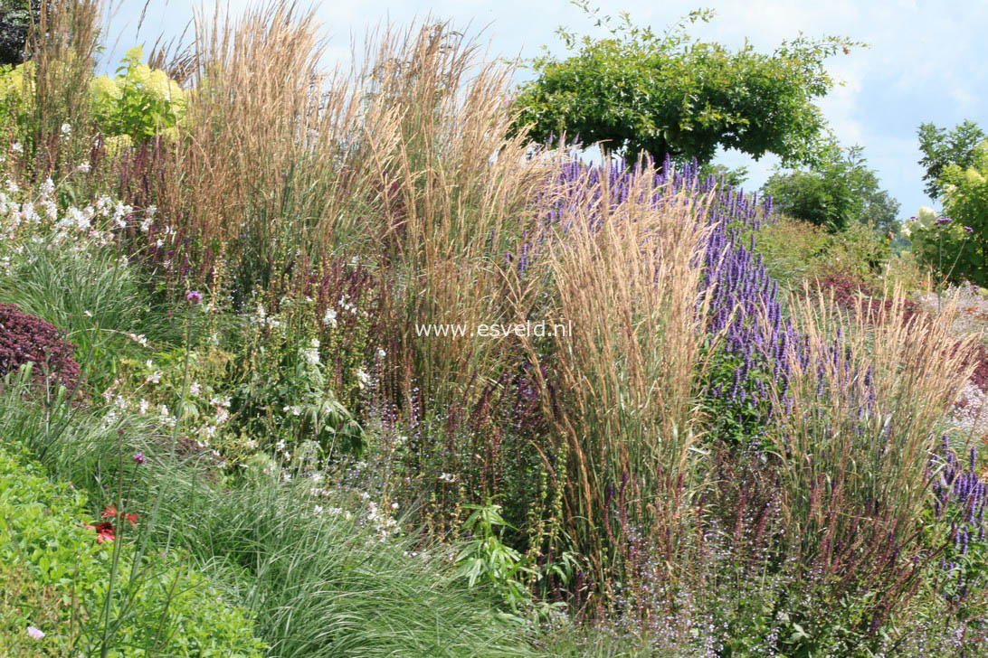 Calamagrostis acutiflora 'Overdam'