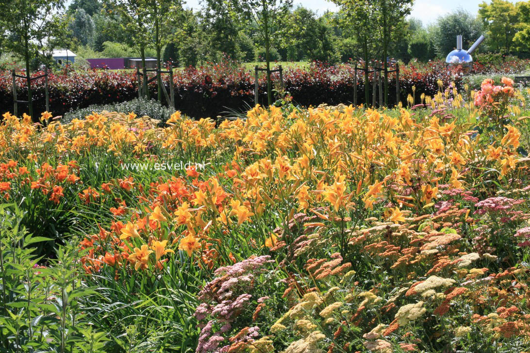 Hemerocallis 'Bonanza'