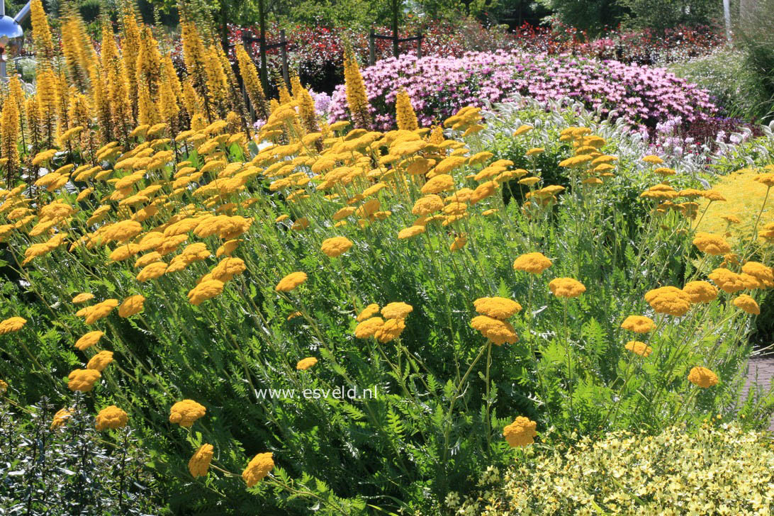 Achillea 'Coronation Gold'