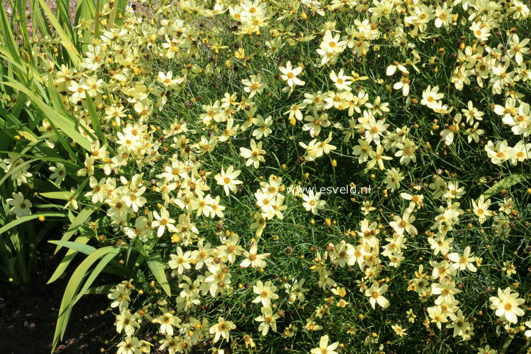 Coreopsis verticillata 'Moonbeam'