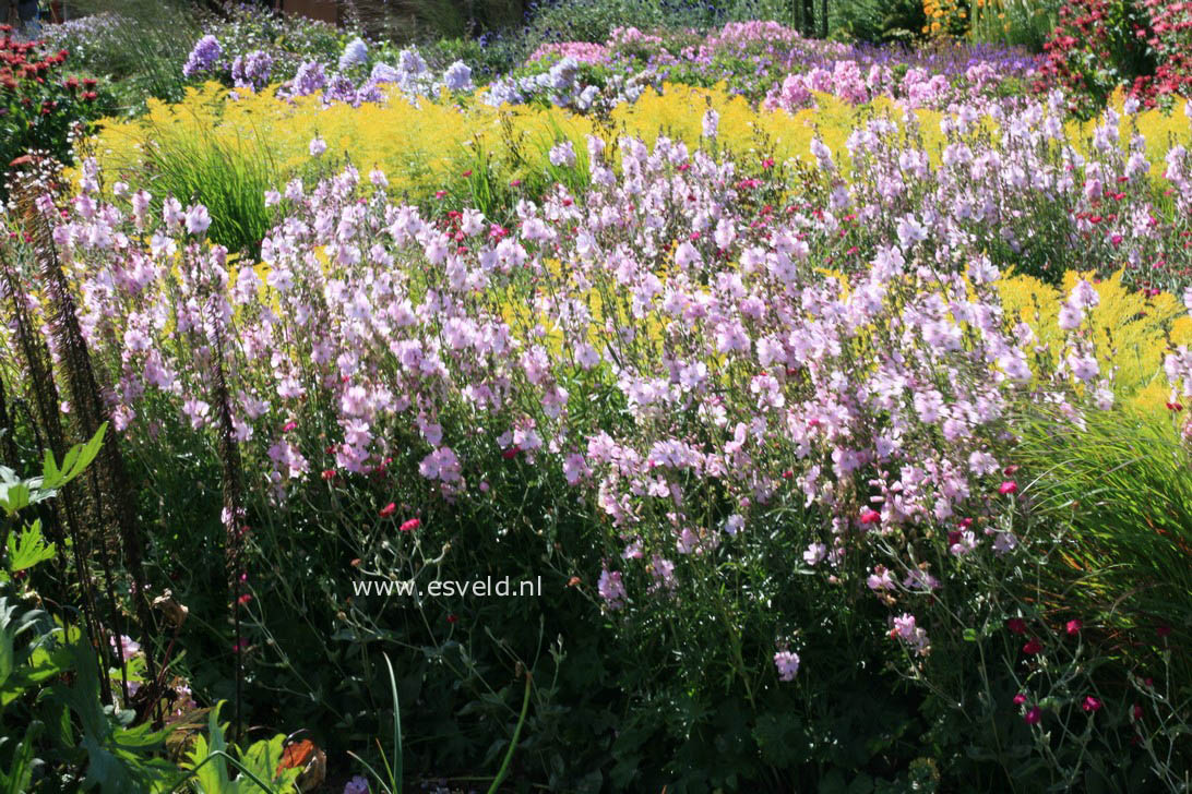 Sidalcea 'Elsie Heugh'