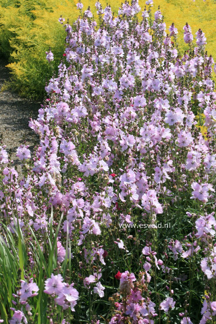 Sidalcea 'Elsie Heugh'