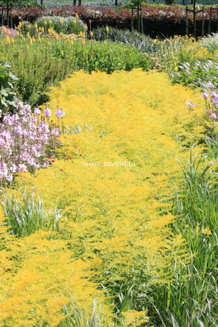 Solidago 'Golden Mosa'