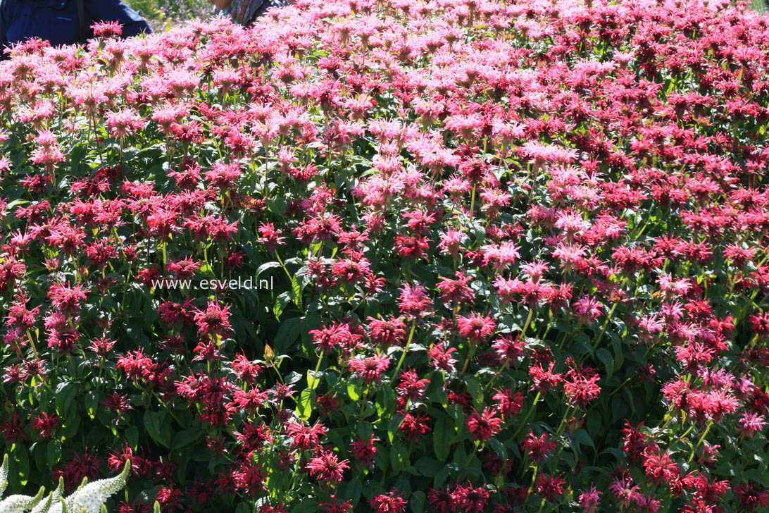 Monarda 'Melissa'