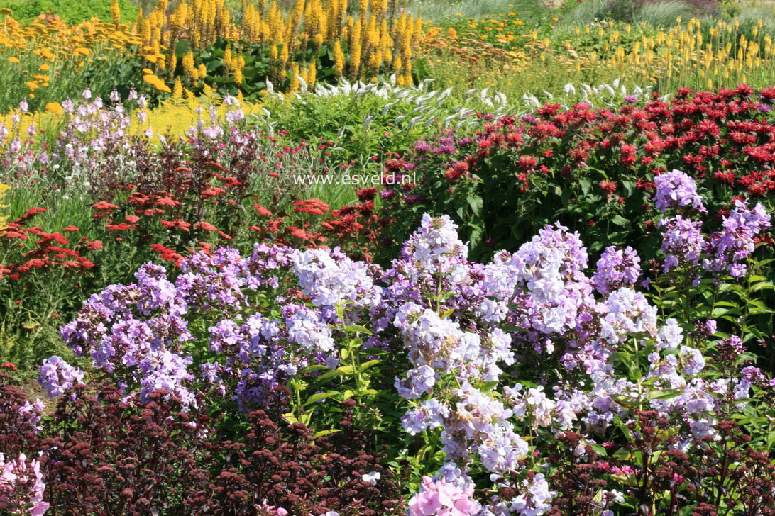 Phlox paniculata 'Lavendelwolke'