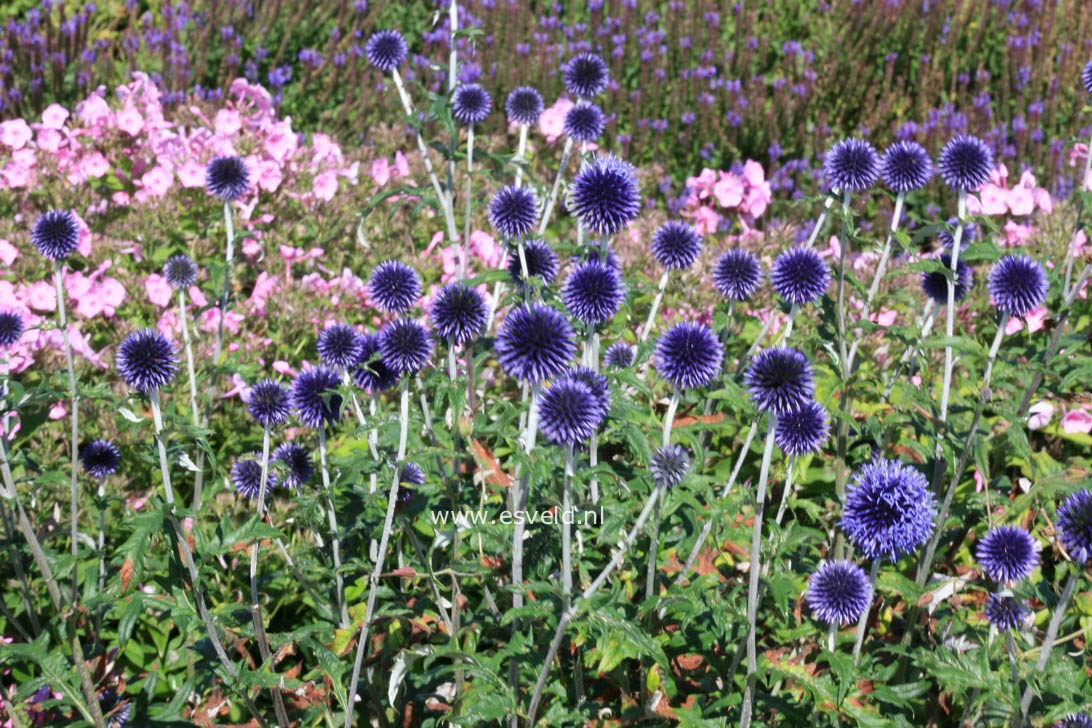 Echinops ritro 'Veitch's Blue'