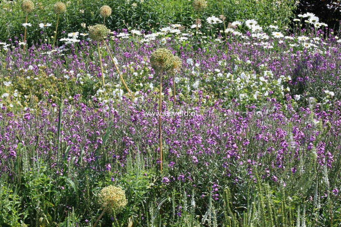 Erysimum 'Bowles Mauve'