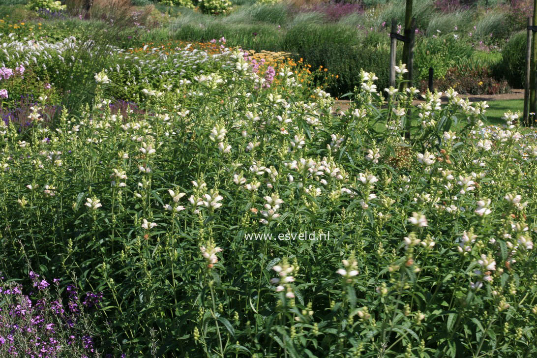 Chelone obliqua 'Alba'