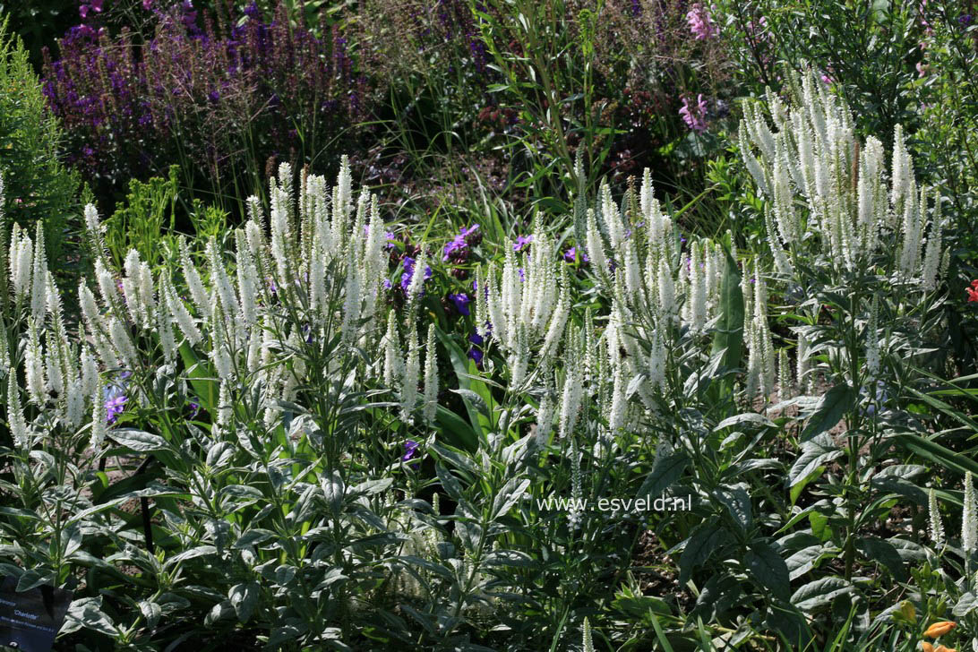 Veronica longifolia 'Charlotte'
