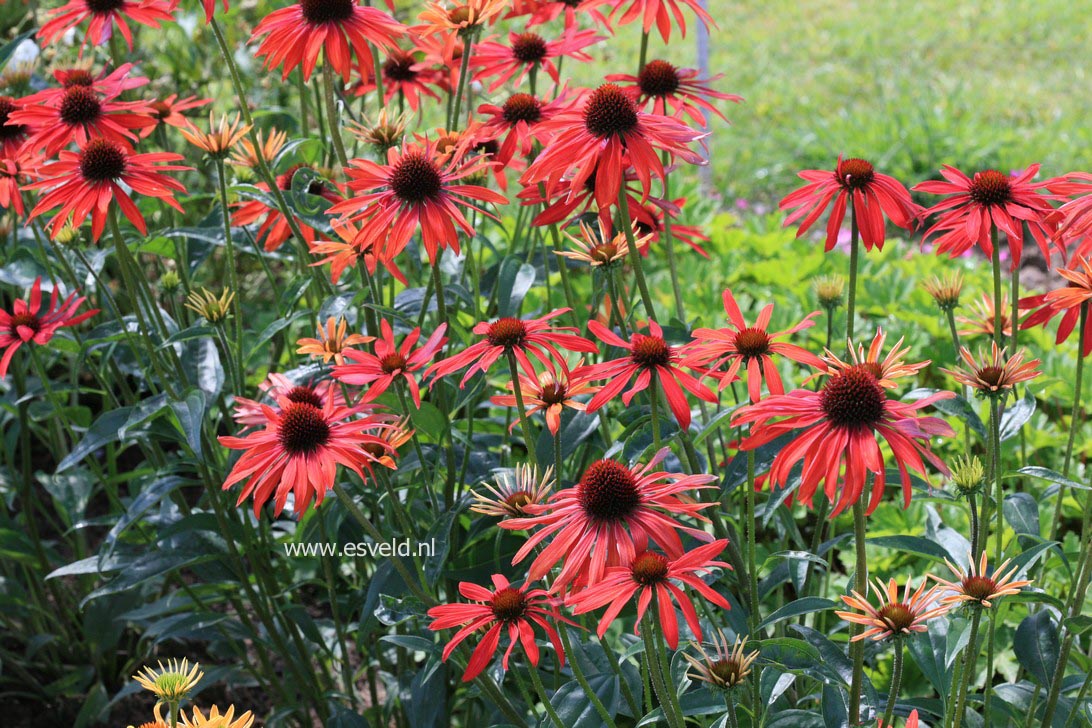 Echinacea purpurea 'Hot Summer'