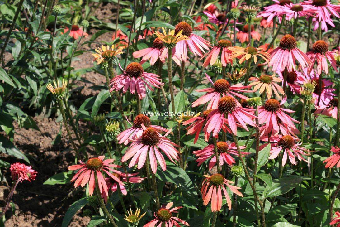Echinacea purpurea 'Summer Cocktail'