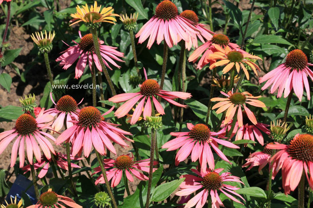 Echinacea purpurea 'Summer Cocktail'