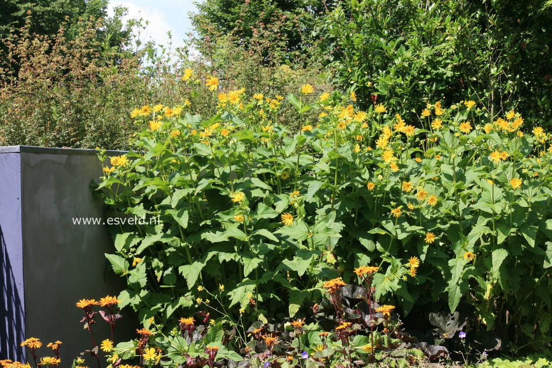 Silphium perfoliatum