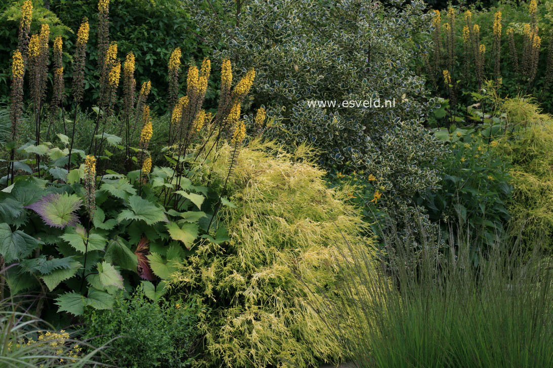 Chamaecyparis pisifera 'Filifera Aurea'