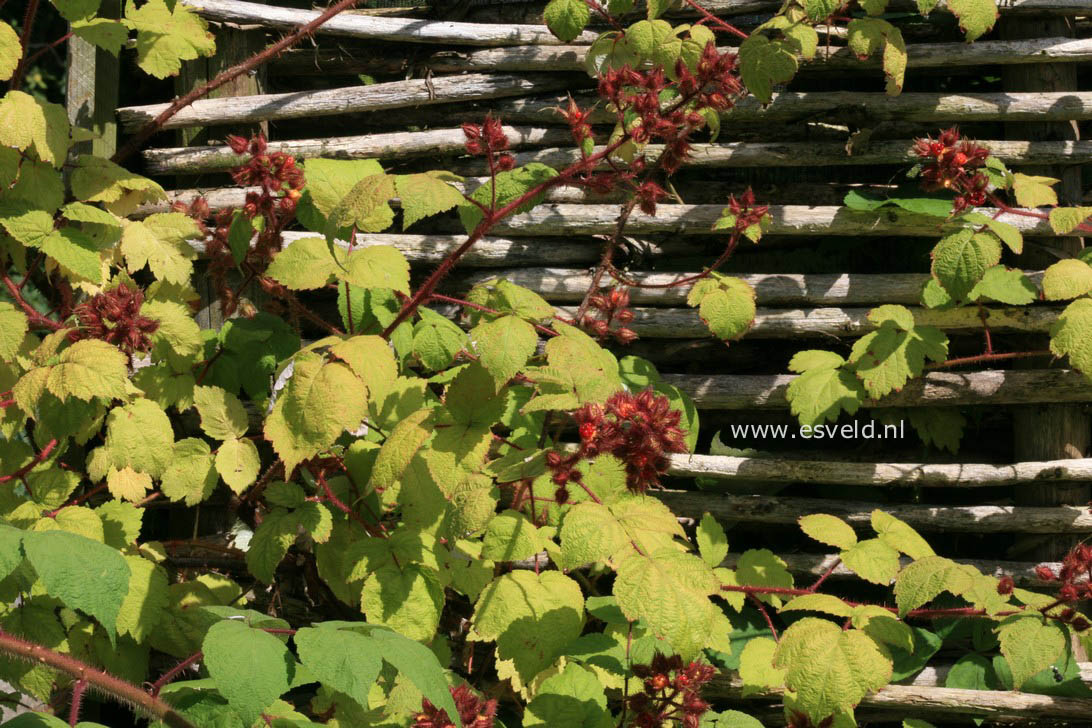 Rubus phoenicolasius