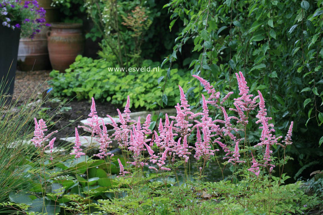 Astilbe 'Cattleya'