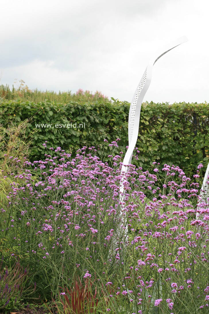 Verbena bonariensis