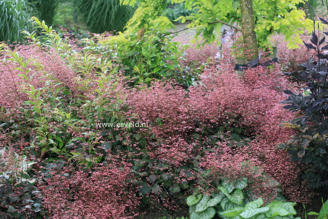 Heuchera 'Rachel'