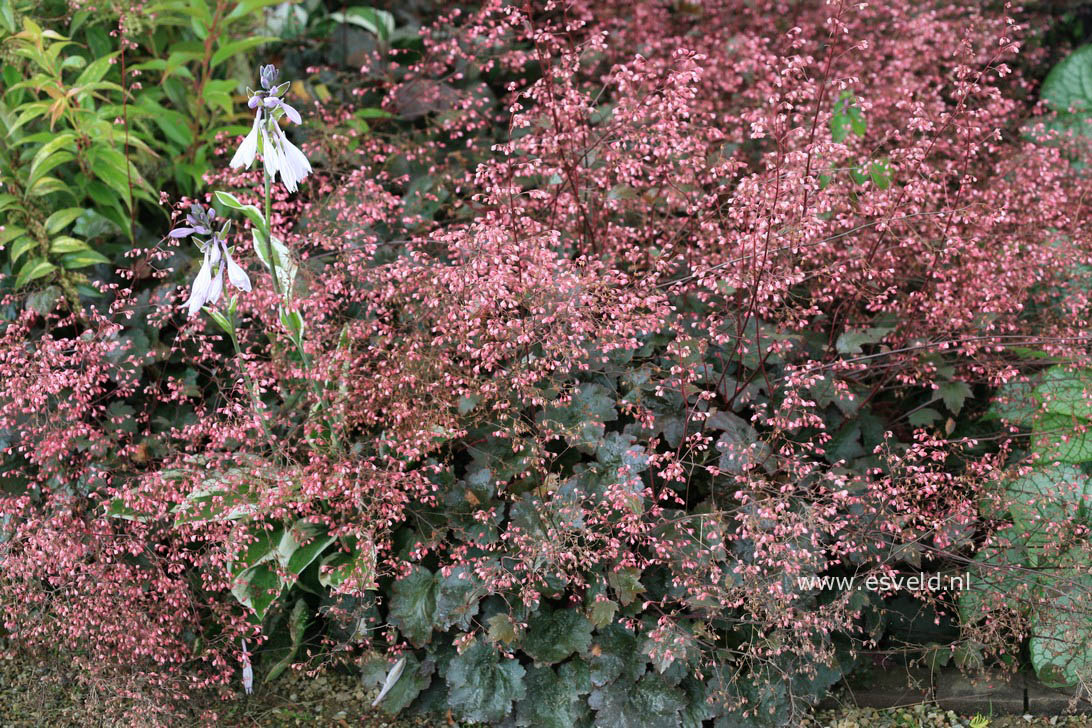 Heuchera 'Rachel'