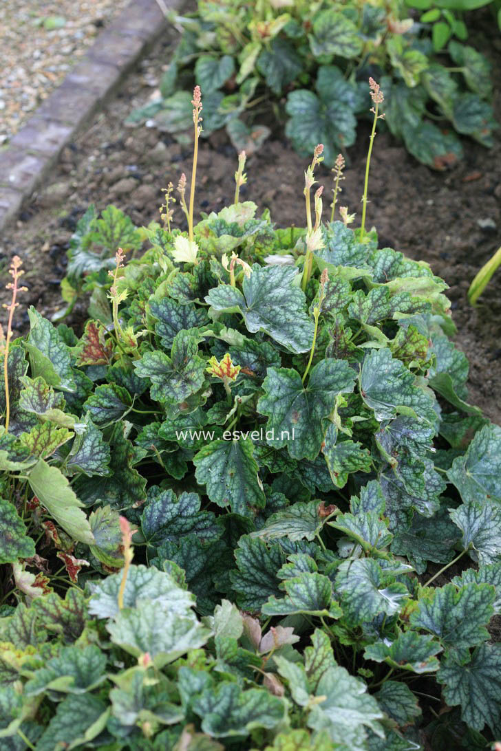 Heuchera 'Beauty Colour'