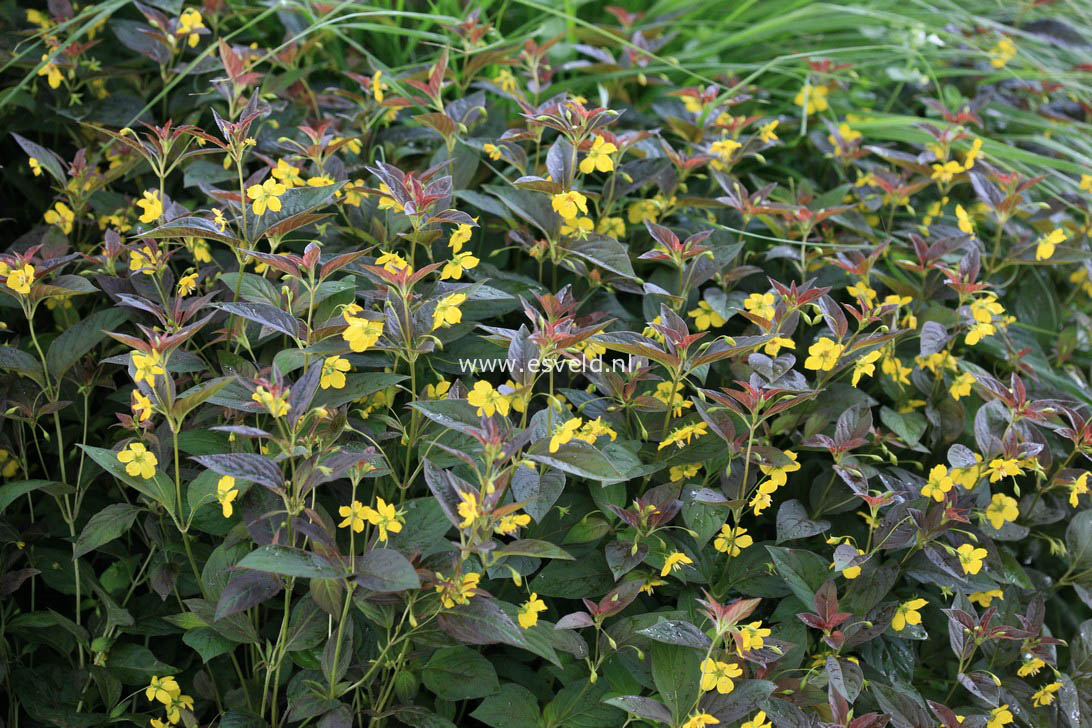 Lysimachia ciliata 'Firecracker'